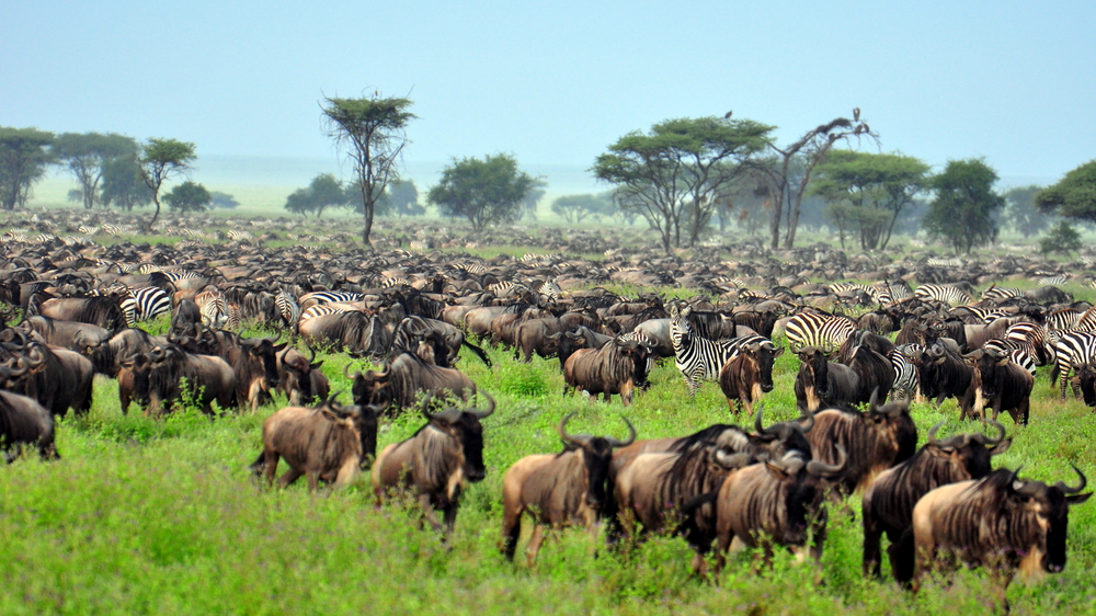 beauty of Serengeti